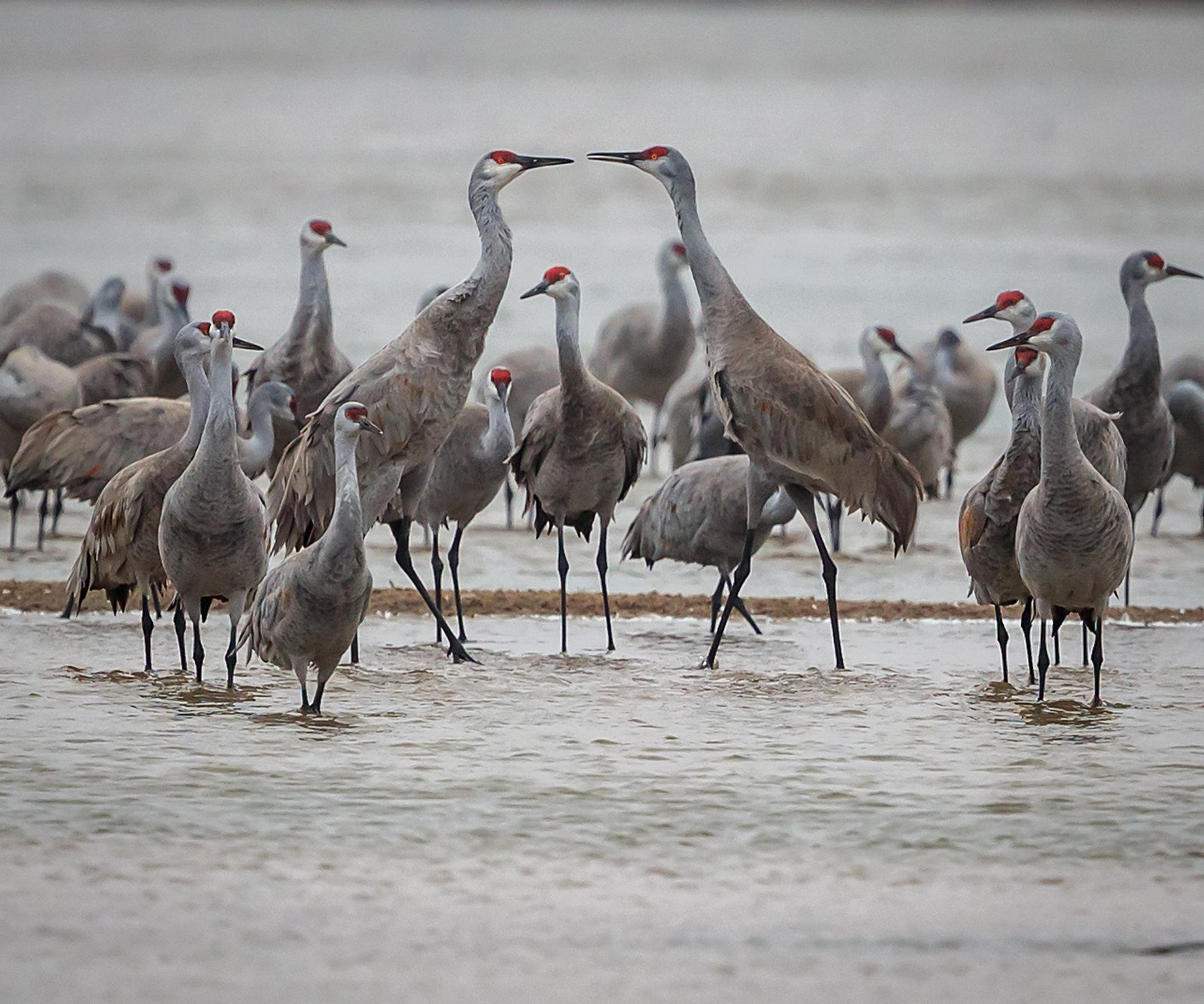 🦢 아칸 국제 두루미 센터 (아칸 코쿠사이 쓰루 센타 구루스) 이미지 8